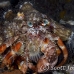crab_anemone_shr_tam_h_0013_bal6386.jpg